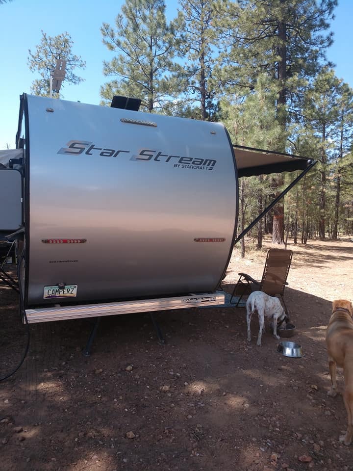 Starstream at a pine forest campsite with both dogs eating