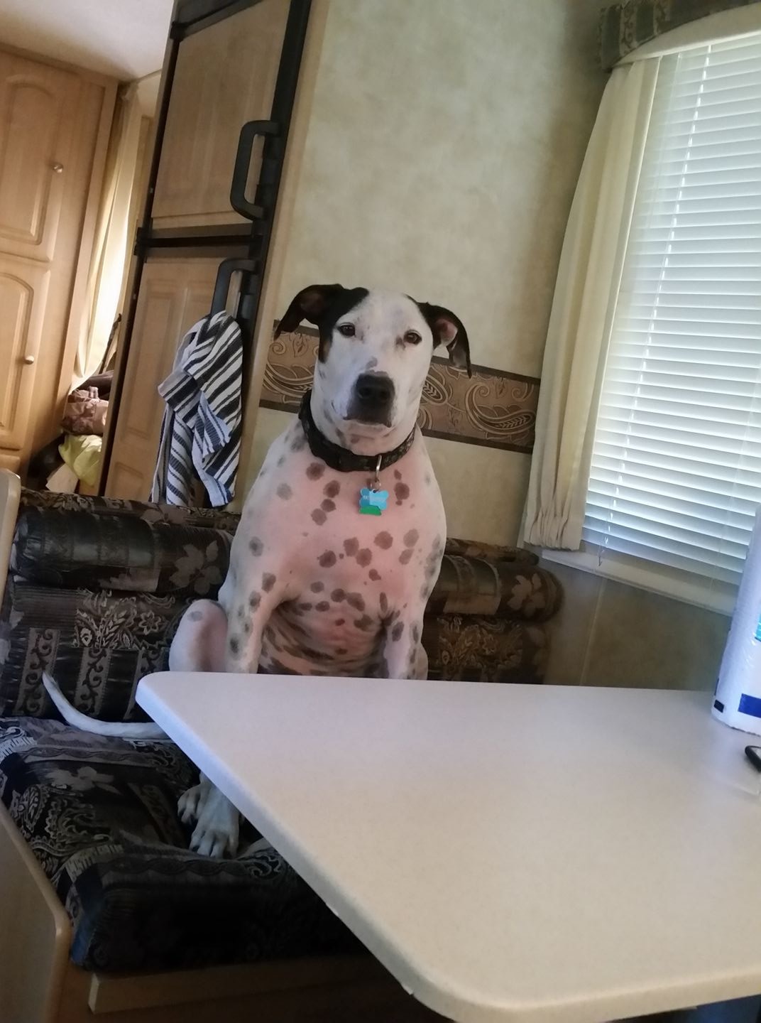 Reecee the white and brown speckled dog sitting at the Starstream dinette table looking very serious
