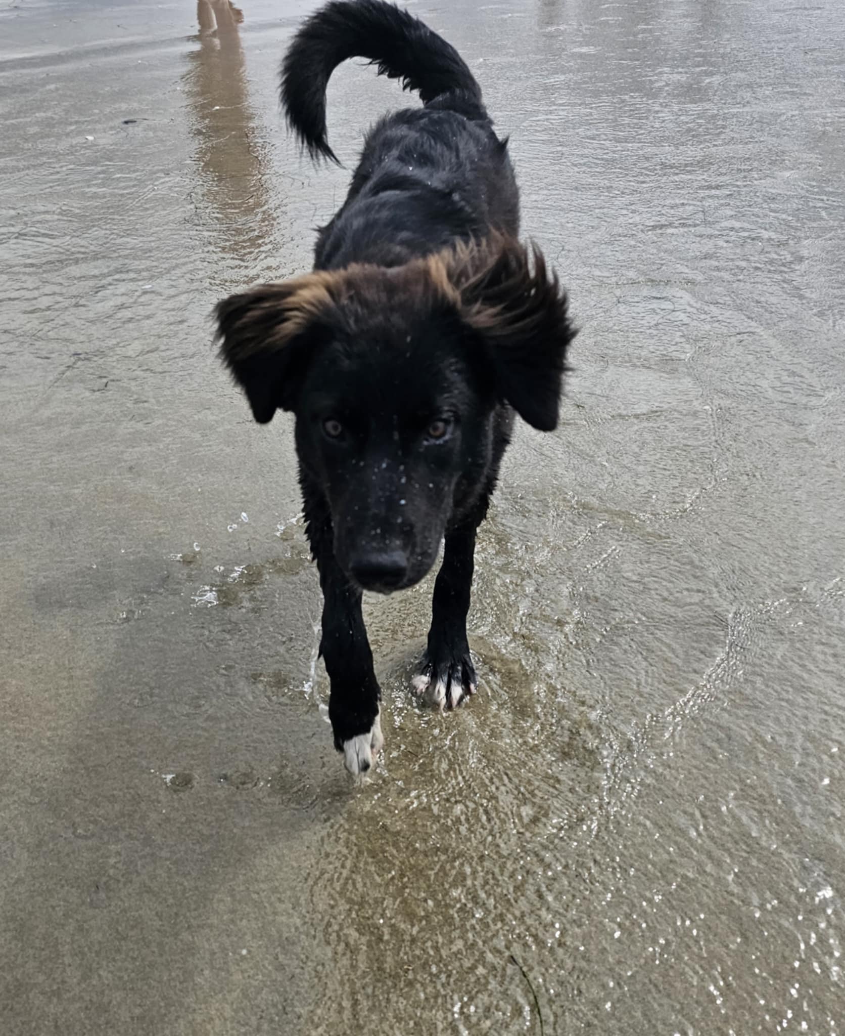 Kodi walking straight at the camera through the surf at Ocean Beach Dog Beach San Diego