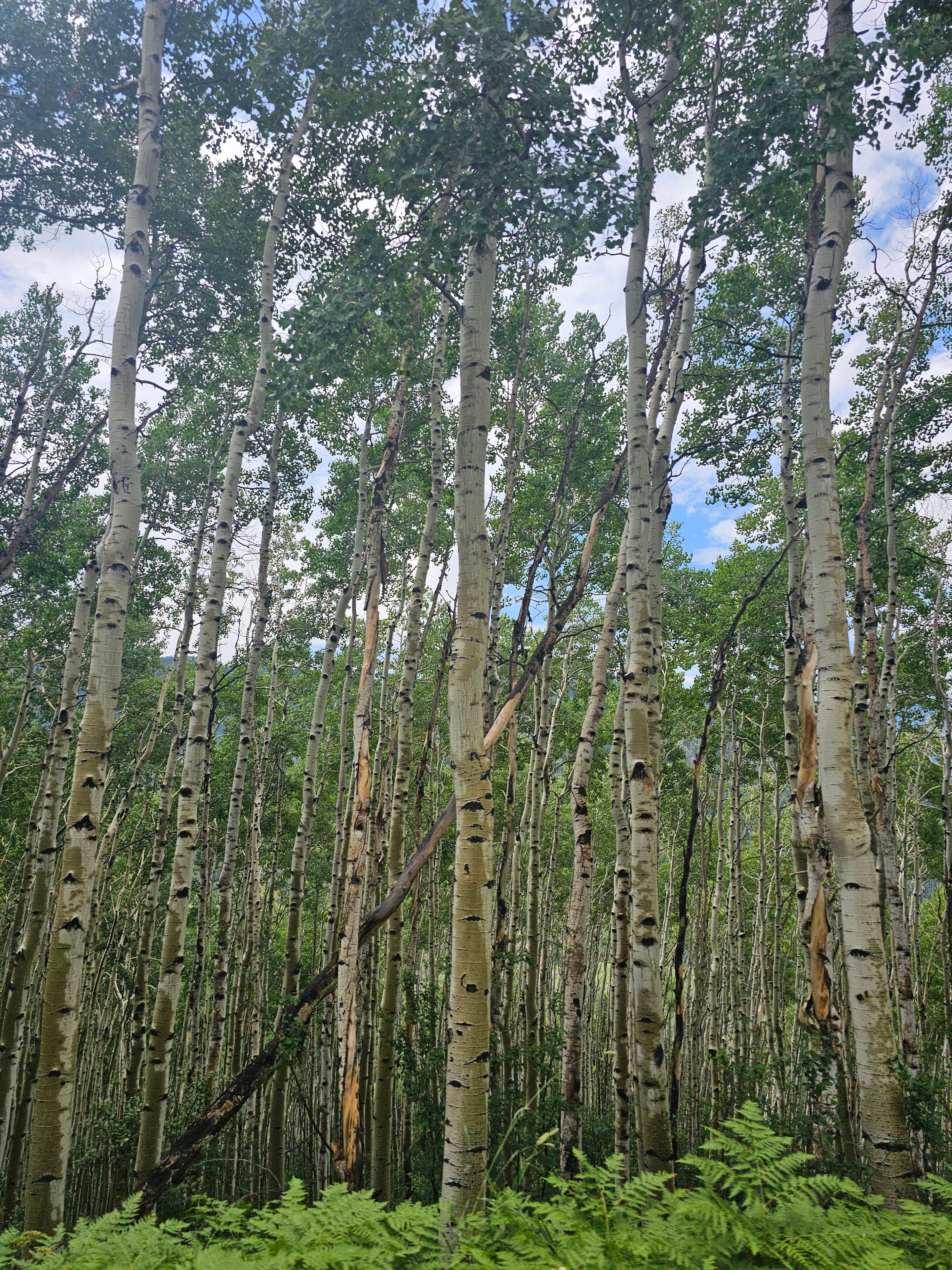 Owl Creek Pass — looking up through dense aspen grove, white trunks, green summer canopy, blue sky — LOVING LIFE HAVING FUN Brinkley Z3400