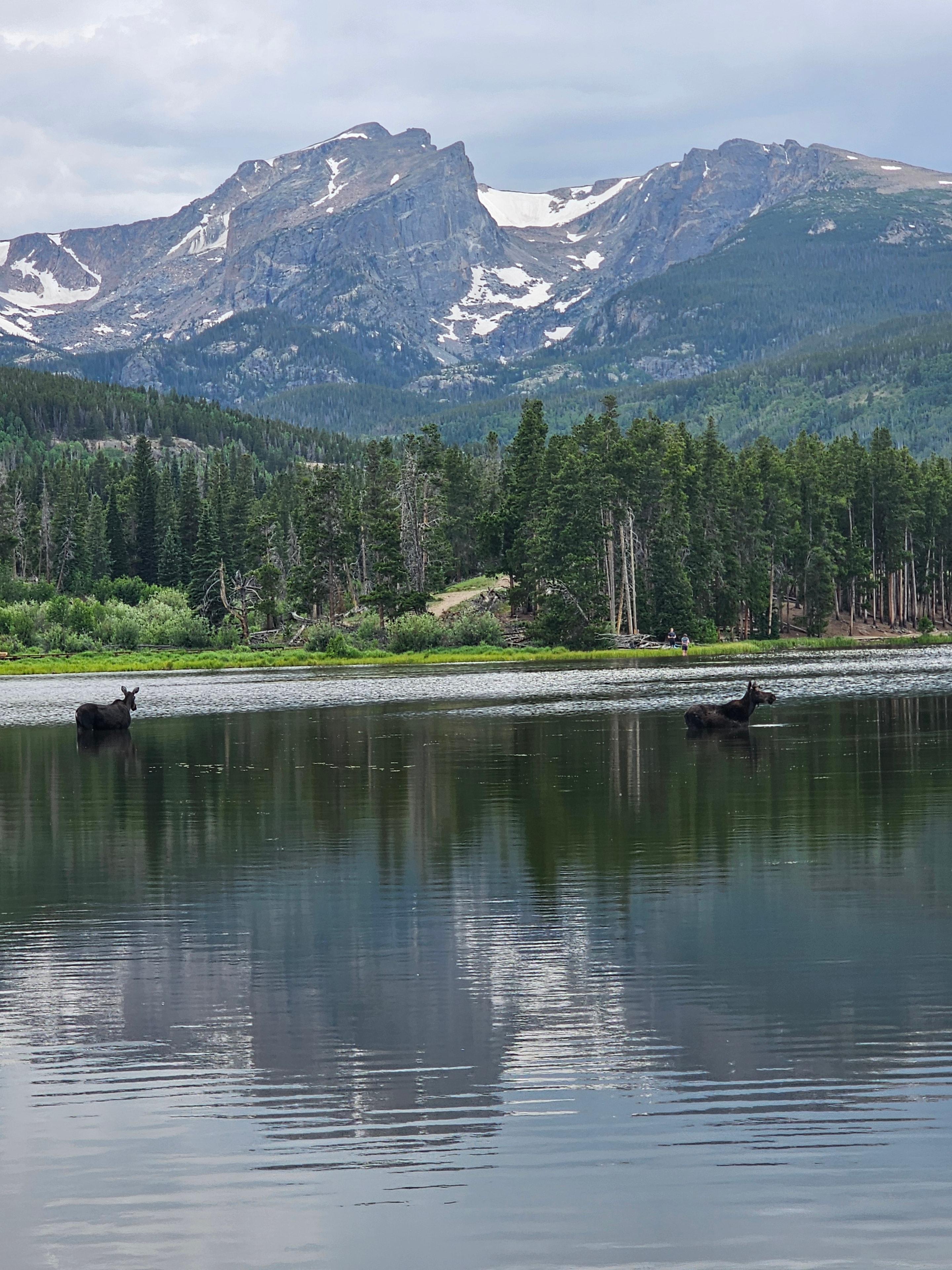Two moose wading in the alpine lake with massive snow-capped peak, spruce forest, and people on shore — Rocky Mountain National Park, Colorado — LOVING LIFE HAVING FUN Brinkley Z3400