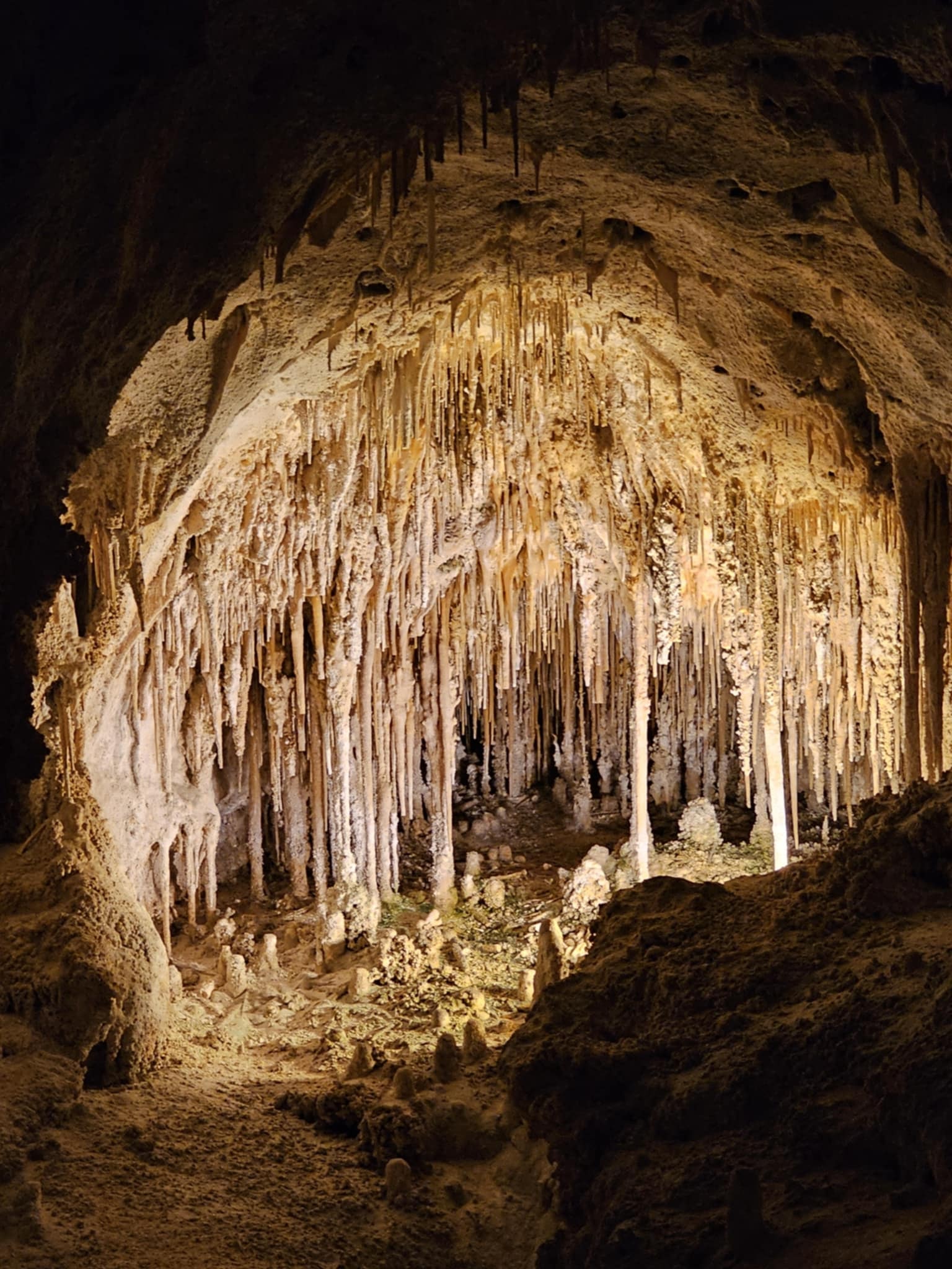 A dramatic chamber inside Carlsbad Caverns — hundreds of white stalactites hanging from a broad arched limestone ceiling, stalagmites rising from the cave floor below, warm amber cave lighting illuminating the formations
