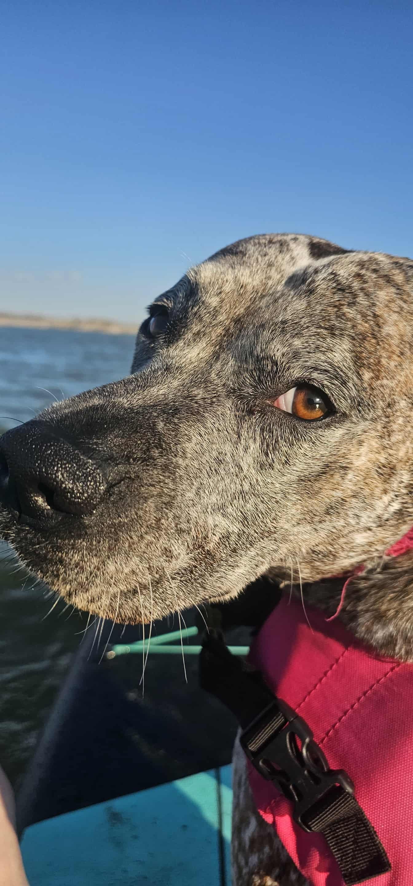 Reecee at Elephant Butte Lake