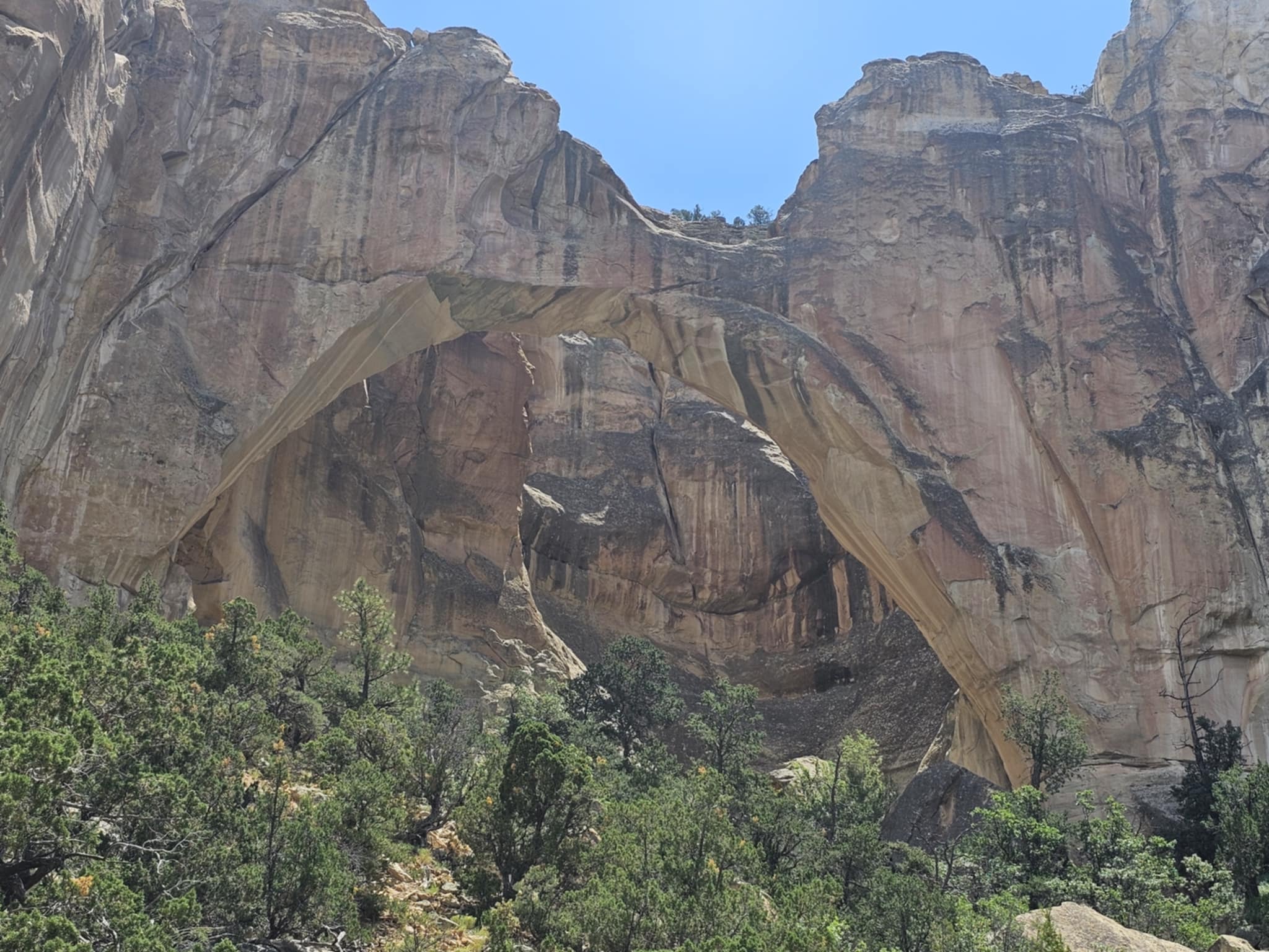 Wide view of La Ventana Natural Arch — one of New Mexico's largest natural arches — framed by towering Zuni Sandstone cliffs and dense green juniper trees below