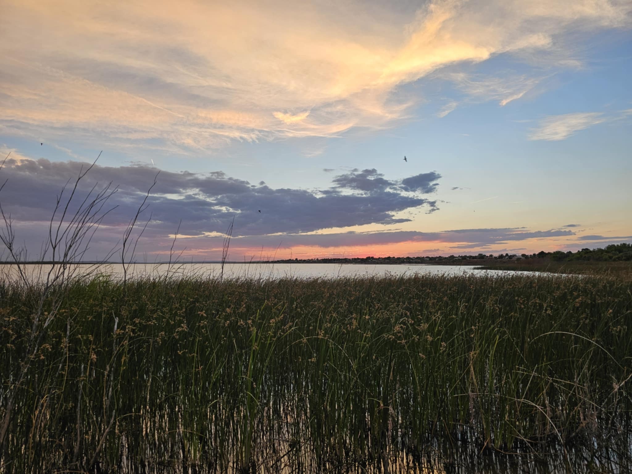 Stunning sunset over Ute Lake State Park with tall green reeds in the foreground, the lake reflecting pastel pink and purple clouds, and birds in flight across the wide open sky