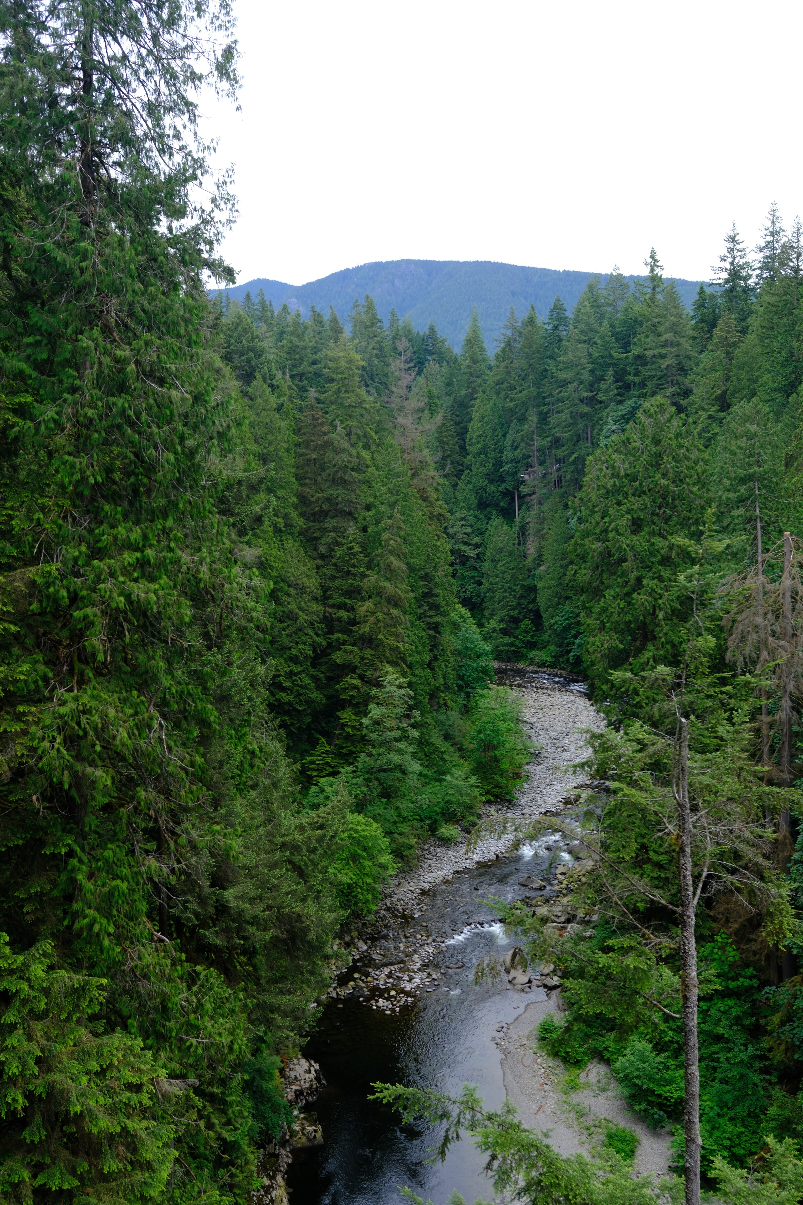 Capilano River canyon viewed from above — dense old-growth forest lining the steep gorge with a waterfall visible below