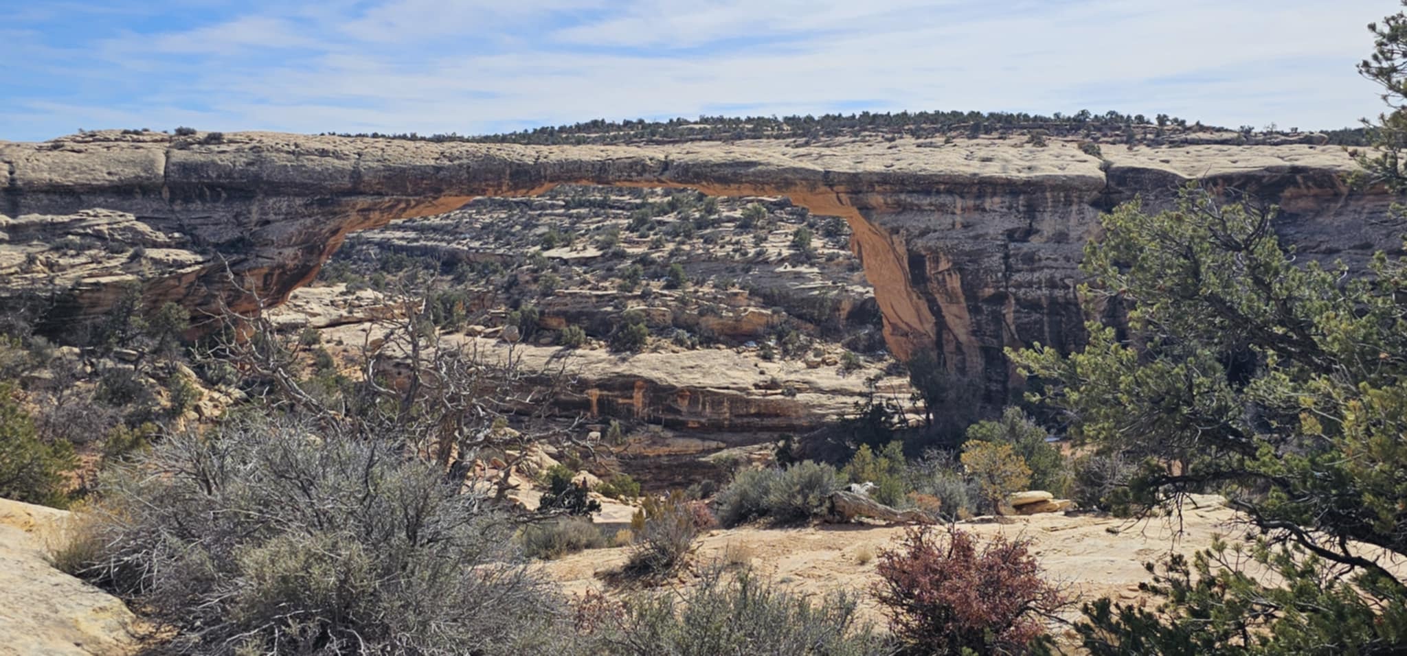 Owachomo Bridge wide view with scrub and juniper foreground at Natural Bridges National Monument Utah