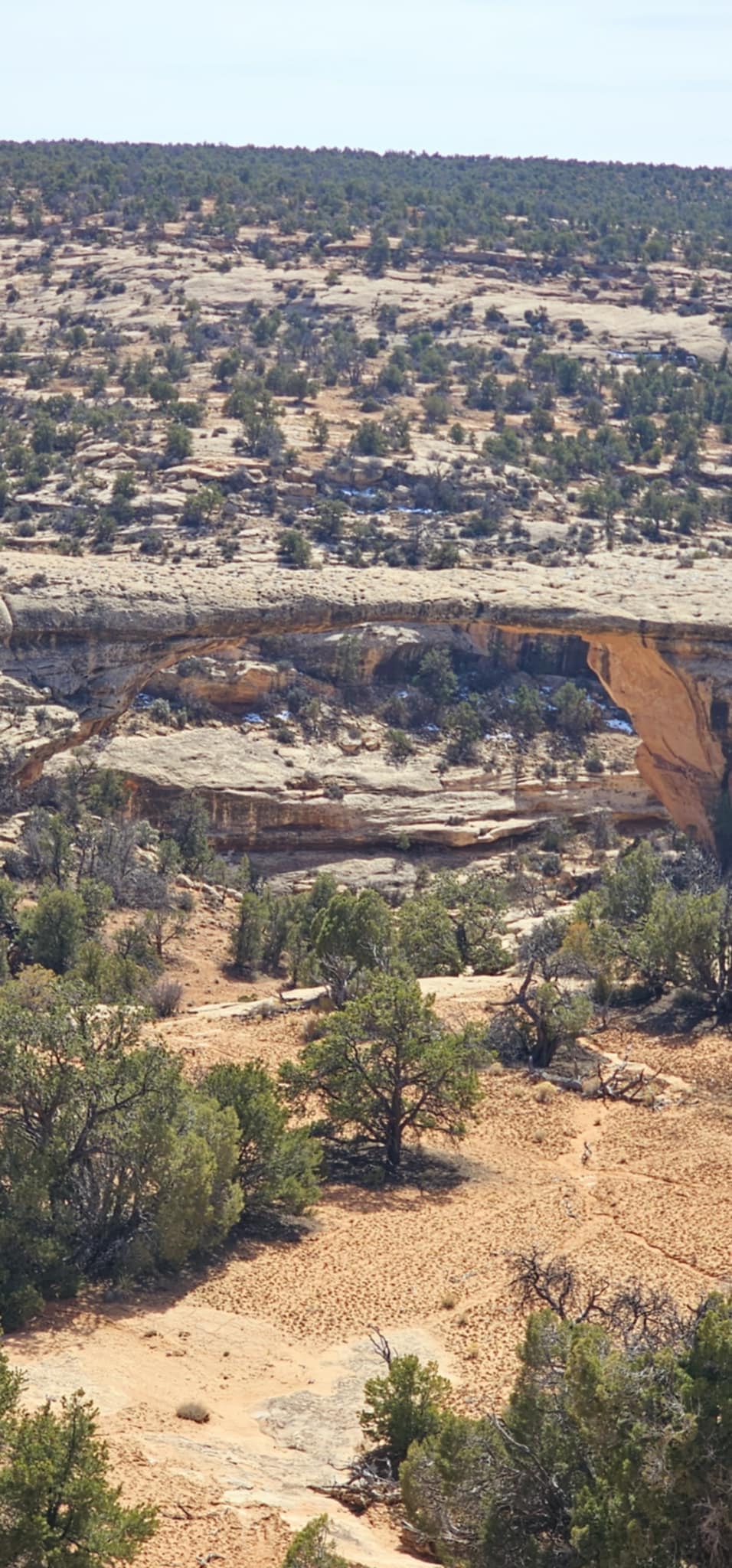 Sipapu Bridge seen from a distant overlook with canyon floor and junipers below at Natural Bridges National Monument Utah